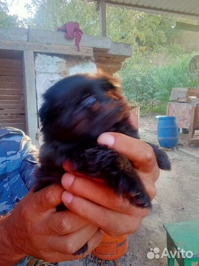 Щенки померанского мини шпица