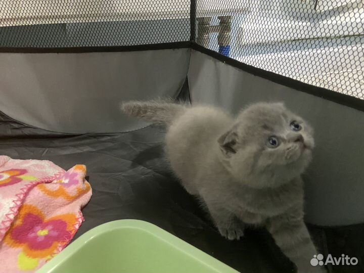 Домашние животные кошки