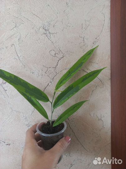 Фикус али амстел голд грин