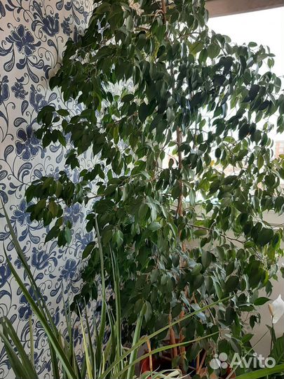 Фикус бенджамина большой