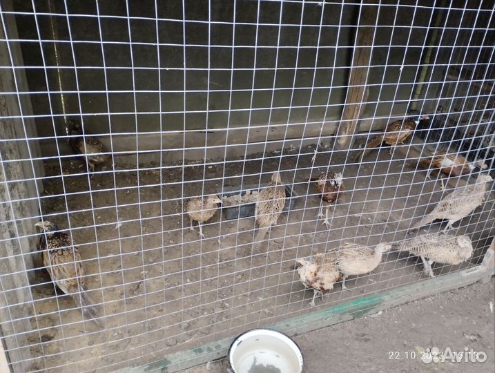 Продам фазанов