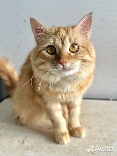 Котик рыжий бесплатно