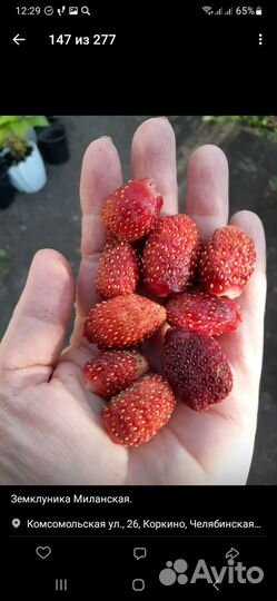 Земклуника Миланская