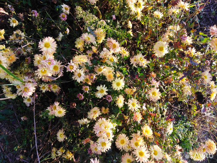 Хризантемы