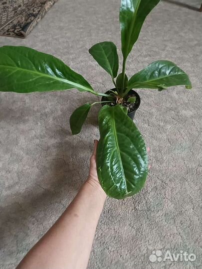 Комнатные цветы