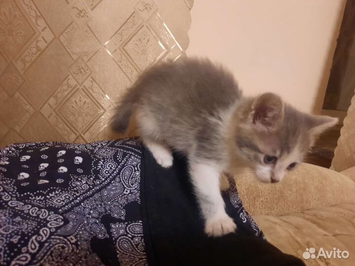 Мурчащее счастье