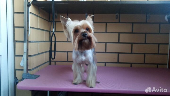 Груминг,стрижки собак