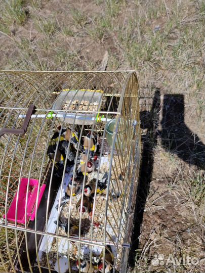 Щеголь самец