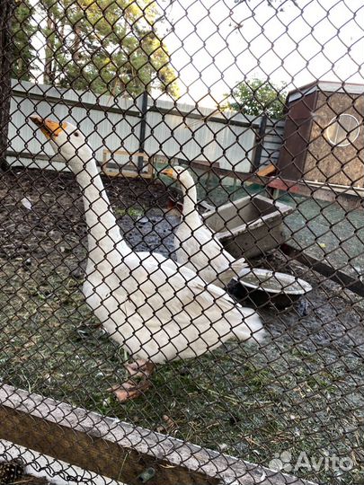 Гусь и гусыня