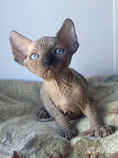 Канадский сфинкс котята