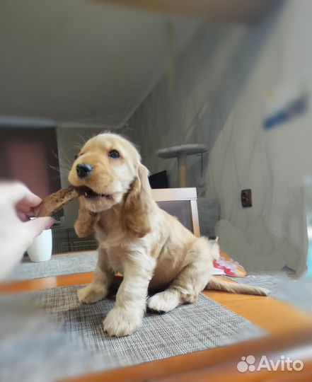 Девочка английский кокер спаниель
