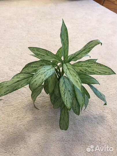 Аглаонема Сильвер Квин