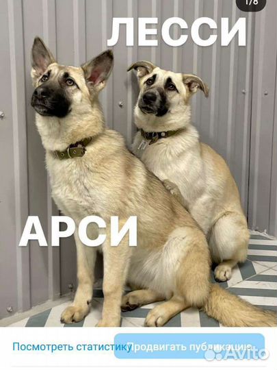 Щенок на охрану