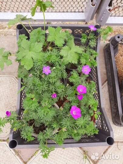 Многолетние садовые растения