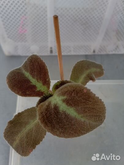 Эписции разные: Голубой Нил, Альсобия,Молочай