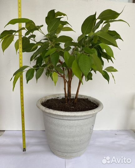 Фикус бенджамина