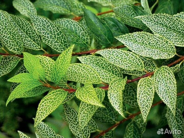 Декоративно - лиственные кустарники