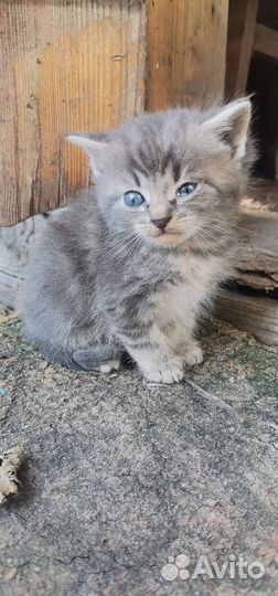 Котятки в добрые руки
