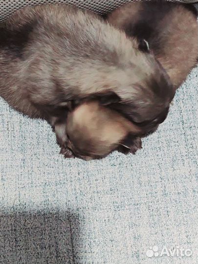 Мини померанцы