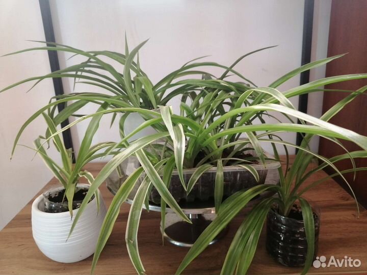 Хлорофитум