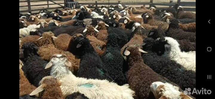 Овцы бараны ягнята