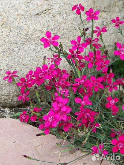 Многолетние, однолетние цветы