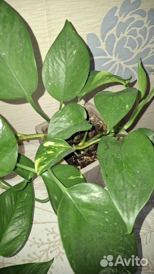 Сциндапсус