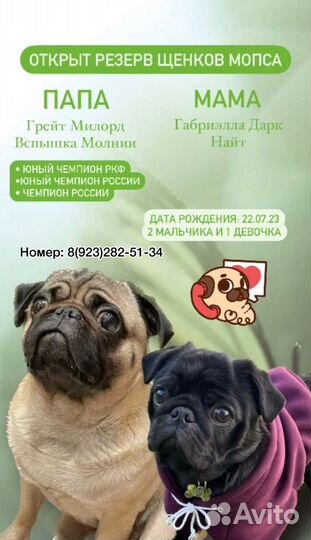 Щенки мопса