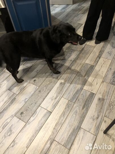 Ласковый лабрадор