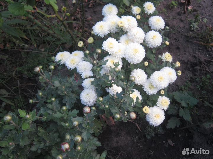 Хризантемы и сентябринки