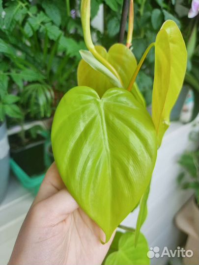 Филодендрон Лайм