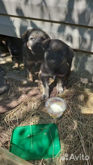 Щенки в дар бесплатно