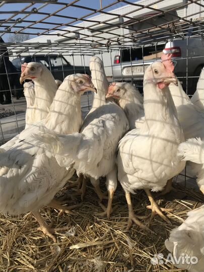 Куры молодки Леггорн, Ломан Браун, Доминант