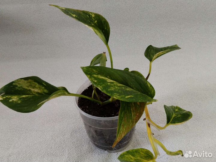 Сциндапсусы трех видов