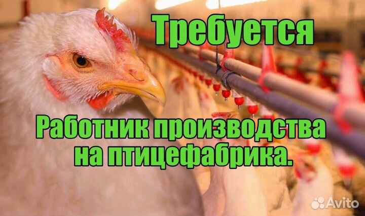 Работа на птицефабрике: вахта по желанию
