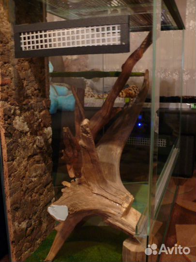 Террариум для рептилий