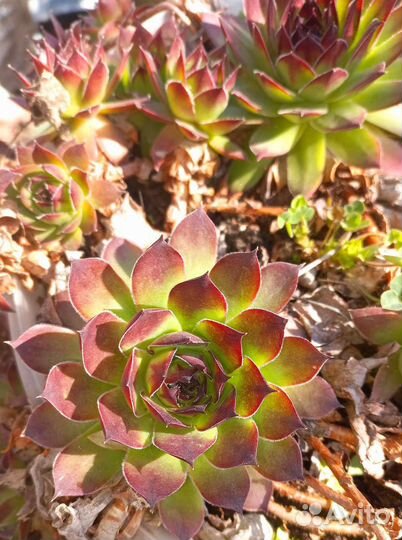 Кактусы и суккуленты