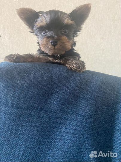 Йоркширский терьер