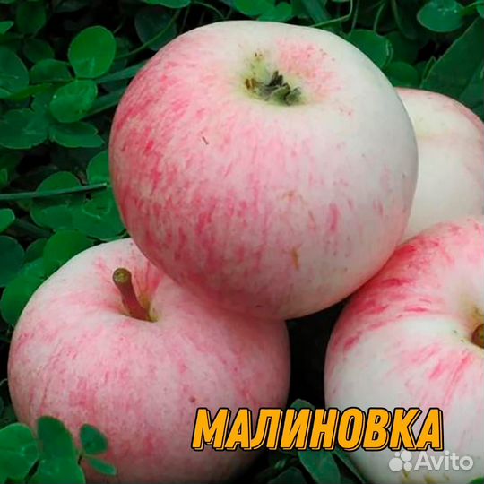 Саженцы летних яблонь