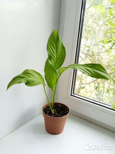 Спатифиллум (женское счастье )