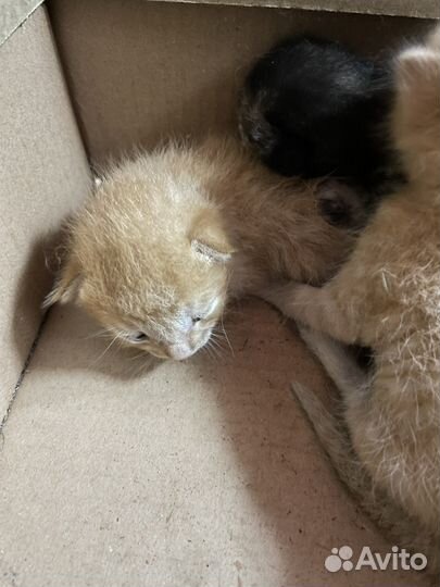 Котята в добрые руки даром