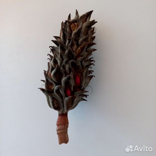 Шишки магнолии