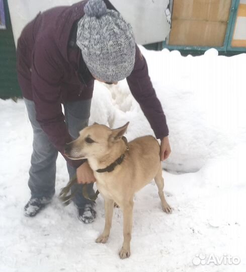 Малыш Ронни