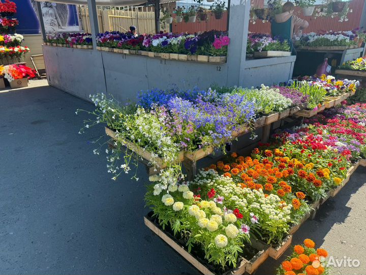 Рассада цветов