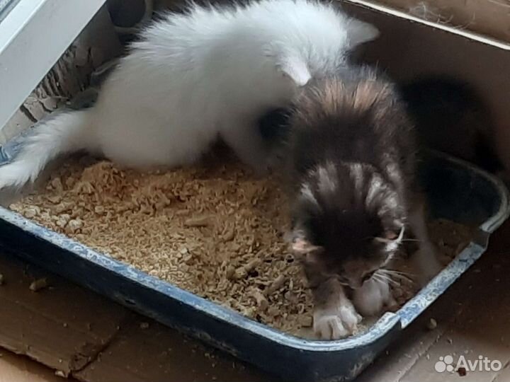 Котенок 1,5 мес трехцветка