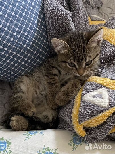Котенок девочка в добрые руки