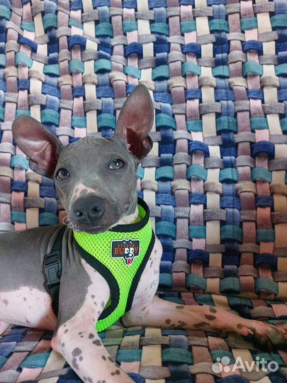 Щенок Американский голый терьер агт