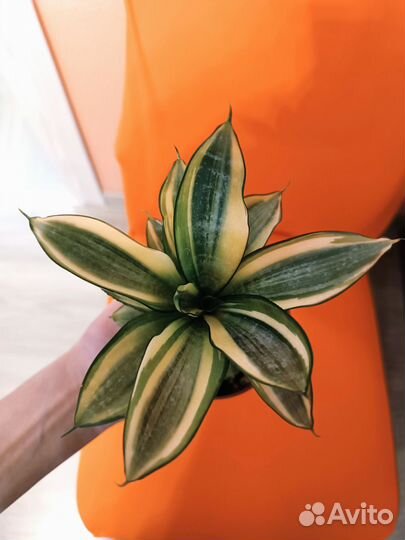 Сансевиерия Ханни Сильвер Фрост / Ханни Грей