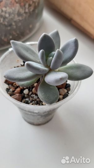 Суккуленты