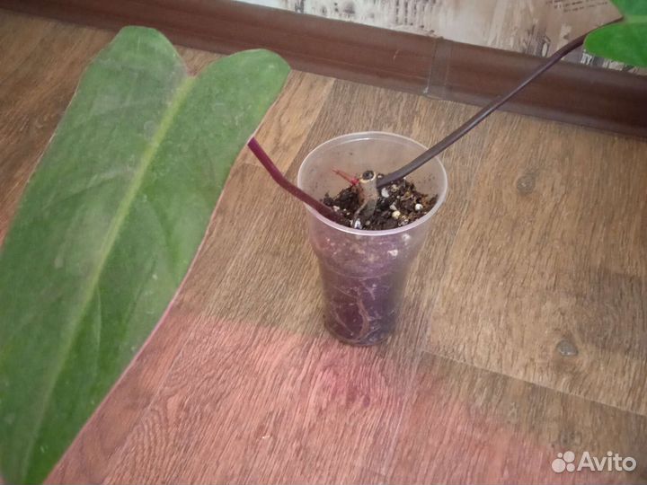 Филодендроны,хойя,алоказия